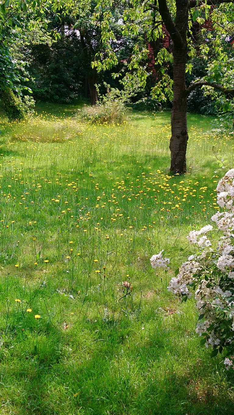 Saaten für den Garten