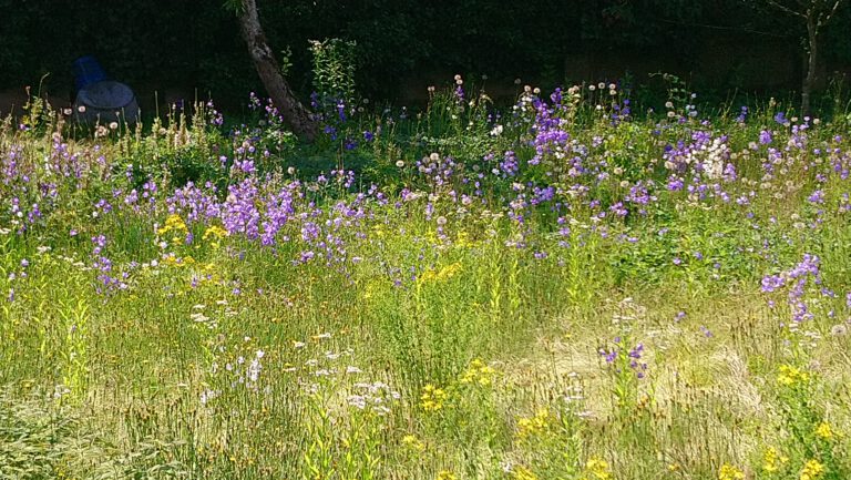 Platz für Arten gibt’s in jedem Garten